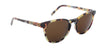 Walnut Tortoise with Brown Lenses